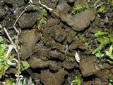 Peltigera evansiana image
