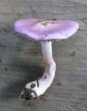 Cortinarius iodes image