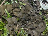 Peltigera evansiana image