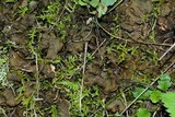 Peltigera evansiana image