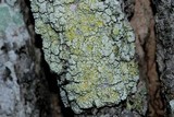Gyalolechia flavorubescens image