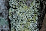 Gyalolechia flavorubescens image