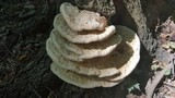 Perenniporia robiniophila image
