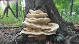 Perenniporia robiniophila image