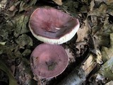 Russula mariae image