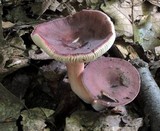 Russula mariae image