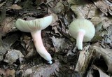 Russula mariae image