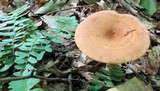 Lactarius volemus image