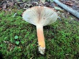 Lactarius volemus image