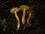 Aureoboletus auriporus image