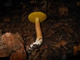 Aureoboletus auriporus image