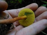Boletus harrisonii image
