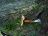 Lactarius subserifluus image