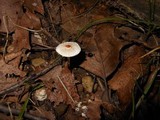 Lepiota cristata image