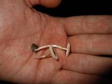 Lepiota cristata image