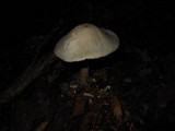 Amanita elliptosperma image