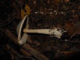 Amanita elliptosperma image