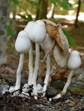 Leucocoprinus cepistipes image