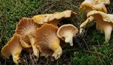 Cantharellus enelensis image