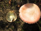 Amanita wellsii image