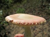 Amanita wellsii image