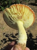 Amanita wellsii image