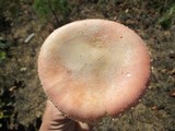 Amanita wellsii image