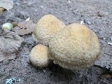 Psathyrella echiniceps image