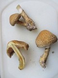 Psathyrella echiniceps image