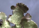 Tuckermanopsis orbata image