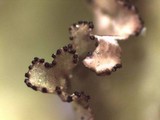 Tuckermanopsis orbata image