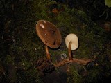 Pluteus granularis image