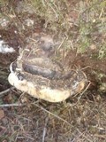 Fomitopsis ochracea image