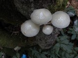 Oudemansiella mucida image