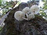Oudemansiella mucida image