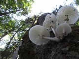 Oudemansiella mucida image