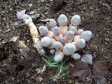Leucoagaricus americanus image