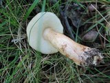 Gyroporus castaneus image