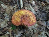 Baorangia bicolor image
