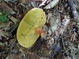 Baorangia bicolor image