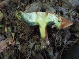 Baorangia bicolor image
