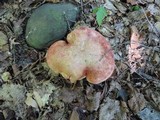 Baorangia bicolor image