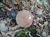 Tylopilus rubrobrunneus image