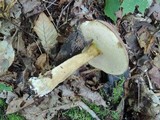 Tylopilus rubrobrunneus image