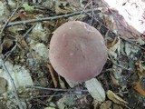 Tylopilus rubrobrunneus image