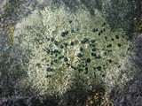 Buellia halonia image