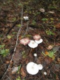 Agaricus placomyces image