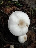 Agaricus placomyces image