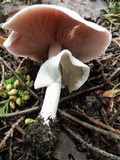 Agaricus placomyces image