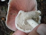 Agaricus placomyces image